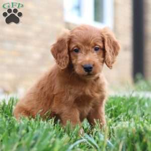 Fabian, Mini Goldendoodle Puppy